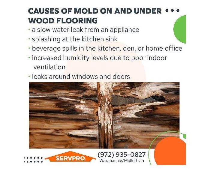 Mold infested wooden floor
