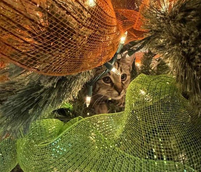 Our office tabby kitten hidden in our SERVPRO green and orange Christmas tree