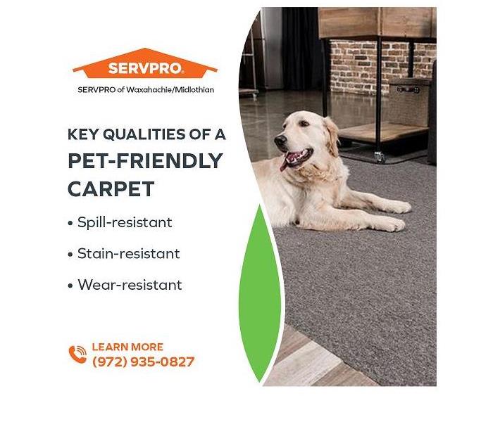Pet dog on a carpet